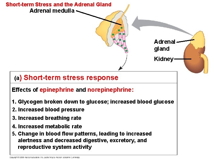 Short-term Stress and the Adrenal Gland Adrenal medulla Adrenal gland Kidney (a) Short-term stress