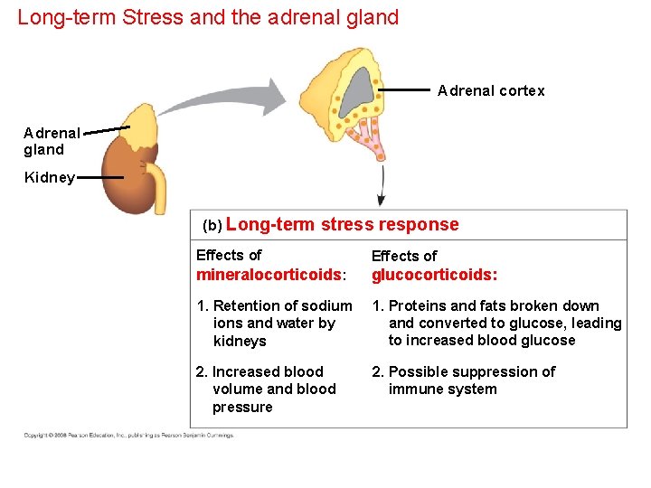 Long-term Stress and the adrenal gland Adrenal cortex Adrenal gland Kidney (b) Long-term stress