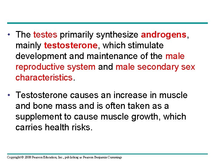  • The testes primarily synthesize androgens, mainly testosterone, which stimulate development and maintenance