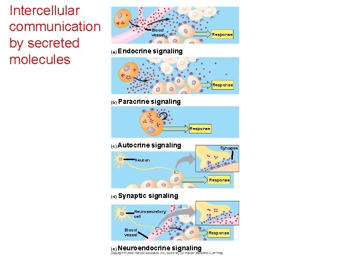 Intercellular communication by secreted molecules Blood vessel (a) Endocrine Response signaling Response (b) Paracrine