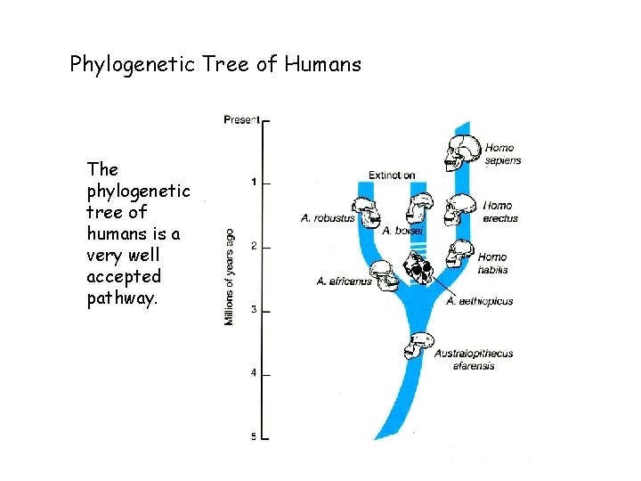 Phylogenetic Tree of Humans The phylogenetic tree of humans is a very well accepted