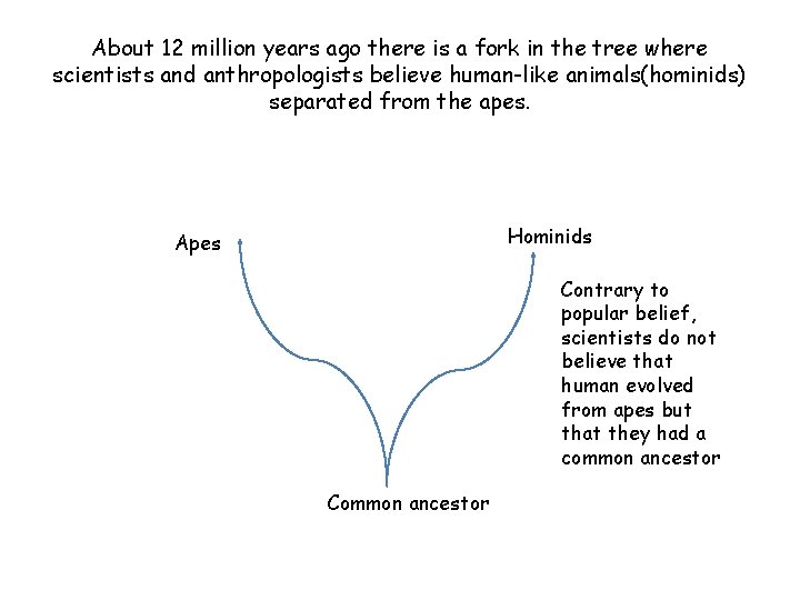 About 12 million years ago there is a fork in the tree where scientists