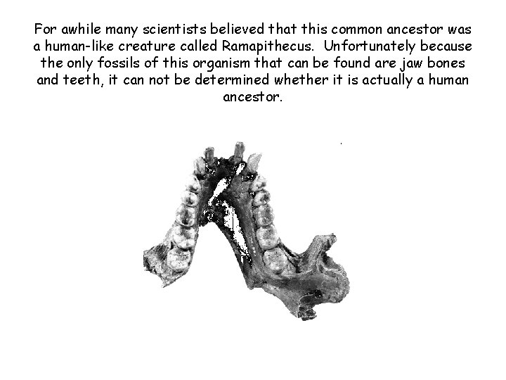 For awhile many scientists believed that this common ancestor was a human-like creature called