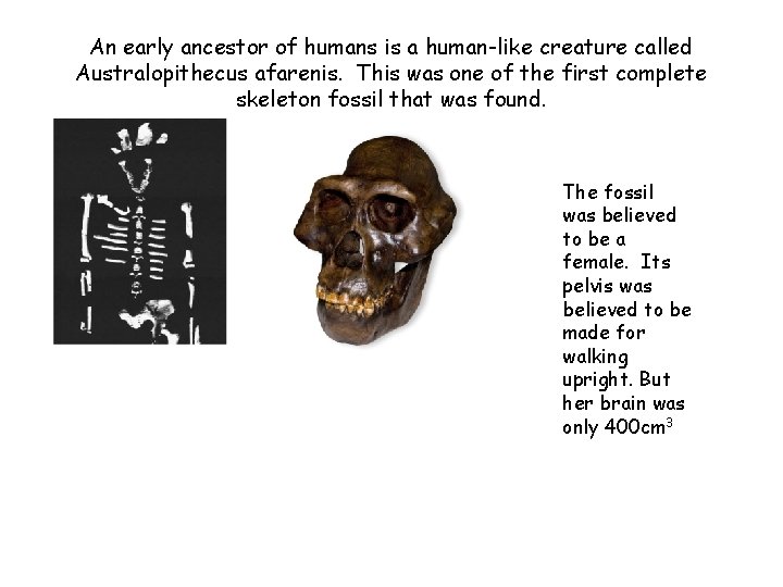 An early ancestor of humans is a human-like creature called Australopithecus afarenis. This was