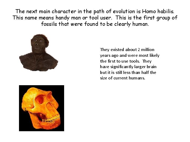 The next main character in the path of evolution is Homo habilis. This name
