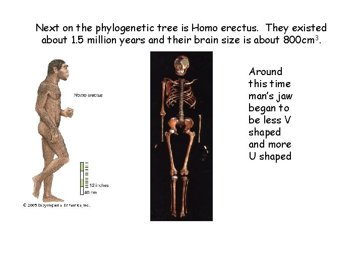 Next on the phylogenetic tree is Homo erectus. They existed about 1. 5 million