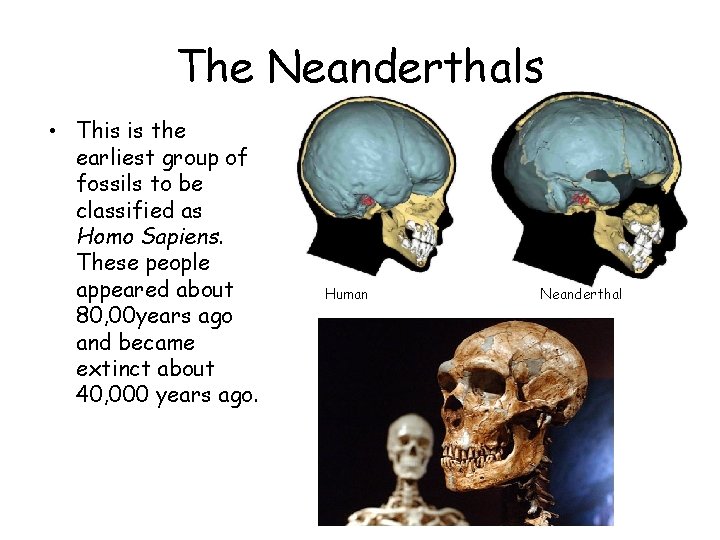 The Neanderthals • This is the earliest group of fossils to be classified as