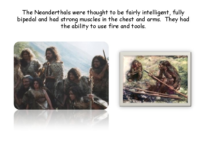 The Neanderthals were thought to be fairly intelligent, fully bipedal and had strong muscles