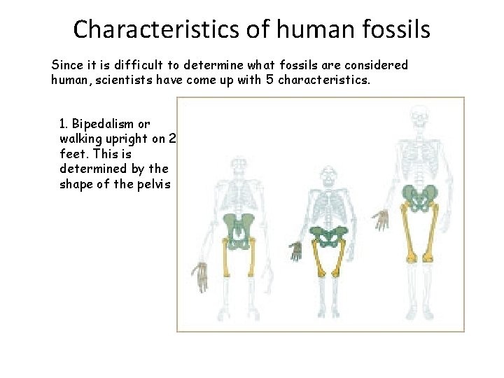 Characteristics of human fossils Since it is difficult to determine what fossils are considered