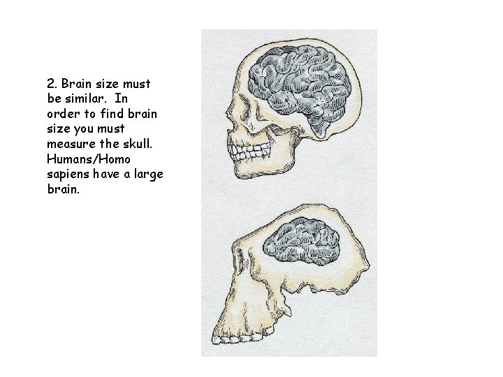 2. Brain size must be similar. In order to find brain size you must
