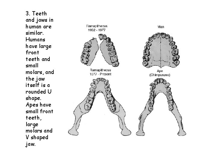 3. Teeth and jaws in human are similar. Humans have large front teeth and