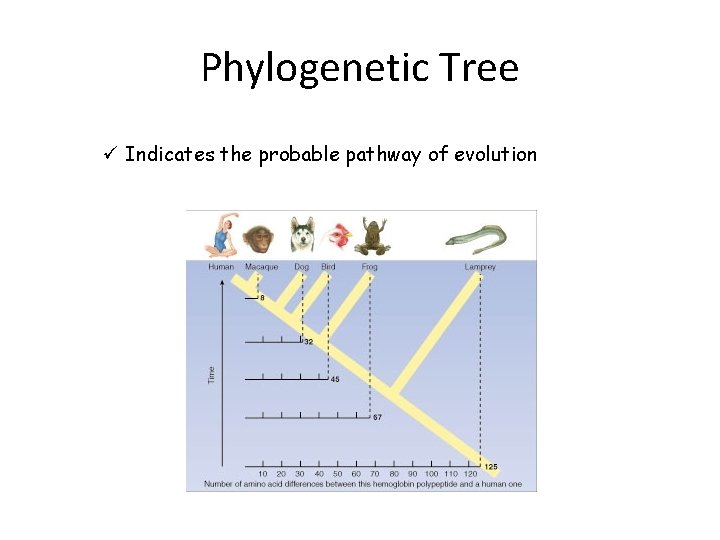 Phylogenetic Tree ü Indicates the probable pathway of evolution 