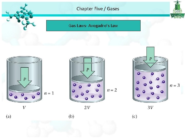 Chapter Five / Gases Gas Laws- Avogadro’s Law 