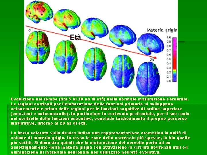 Evoluzione nel tempo (dai 5 ai 20 aa di età) della normale maturazione cerebrale.