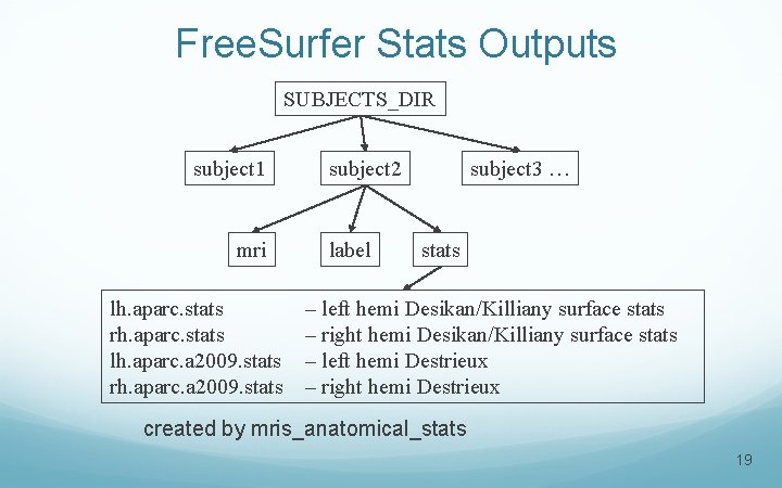 Free. Surfer Stats Outputs SUBJECTS_DIR subject 1 mri lh. aparc. stats rh. aparc. stats