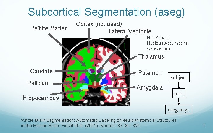 Subcortical Segmentation (aseg) White Matter Cortex (not used) Lateral Ventricle Not Shown: Nucleus Accumbens