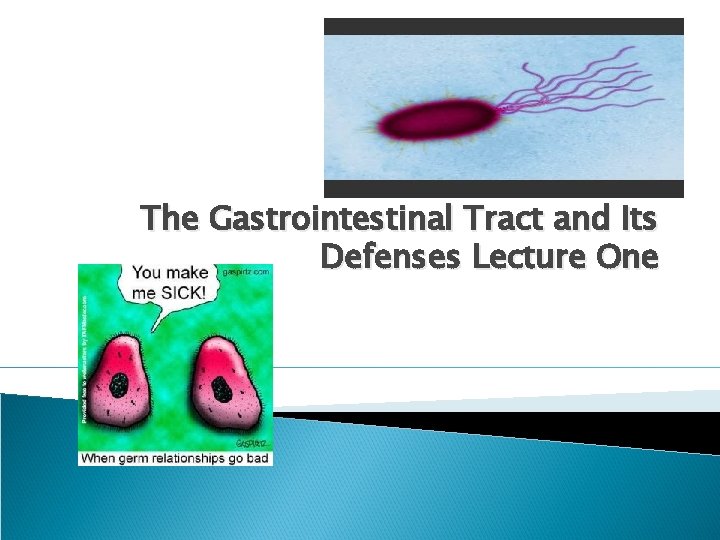 The Gastrointestinal Tract and Its Defenses Lecture One 