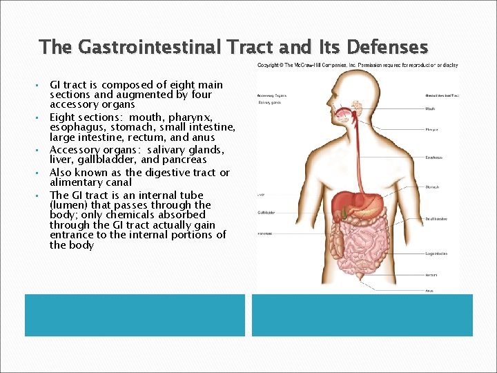 The Gastrointestinal Tract and Its Defenses • • • GI tract is composed of