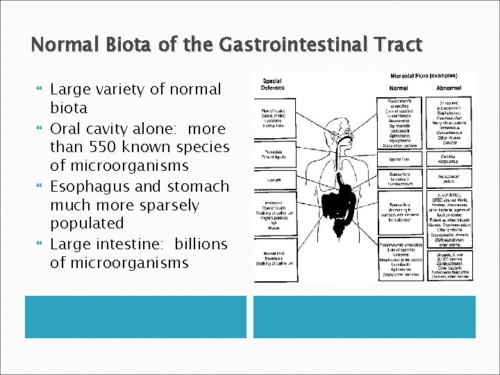 Normal Biota of the Gastrointestinal Tract Large variety of normal biota Oral cavity alone: