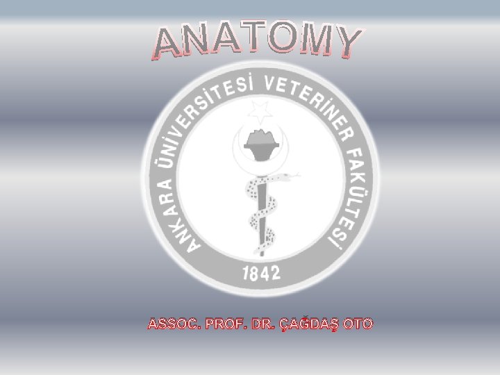 ASSOC. PROF. DR. ÇAĞDAŞ OTO 