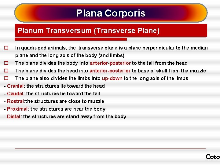 Plana Corporis Planum Transversum (Transverse Plane) o In quadruped animals, the transverse plane is