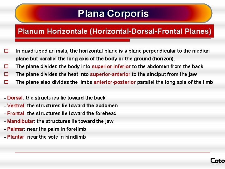 Plana Corporis Planum Horizontale (Horizontal-Dorsal-Frontal Planes) o In quadruped animals, the horizontal plane is