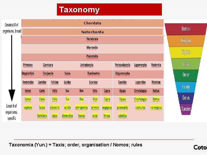 Taxonomy Chordata Notochorda Taxonomia (Yun. ) = Taxis; order, organisation / Nomos; rules Coto