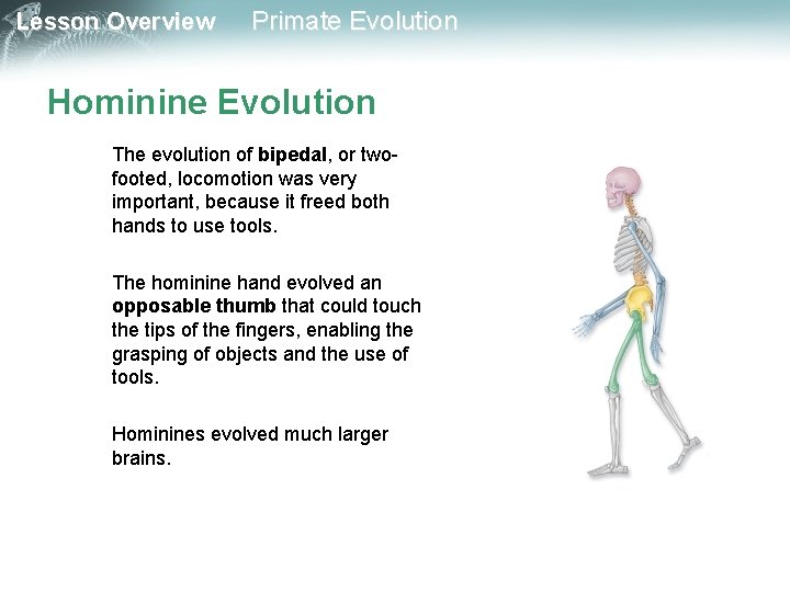 Lesson Overview Primate Evolution Hominine Evolution The evolution of bipedal, or twofooted, locomotion was