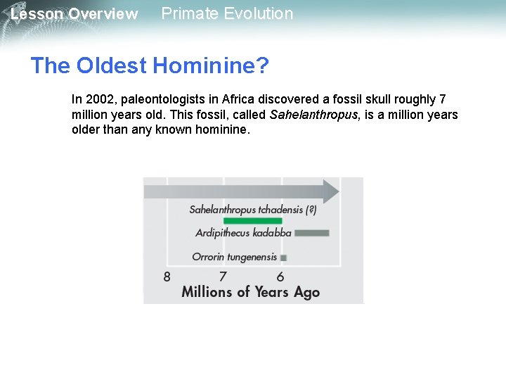 Lesson Overview Primate Evolution The Oldest Hominine? In 2002, paleontologists in Africa discovered a