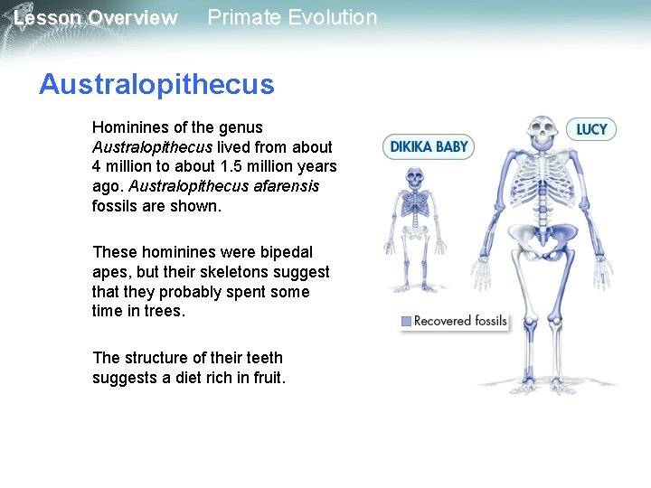 Lesson Overview Primate Evolution Australopithecus Hominines of the genus Australopithecus lived from about 4
