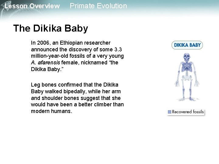 Lesson Overview Primate Evolution The Dikika Baby In 2006, an Ethiopian researcher announced the