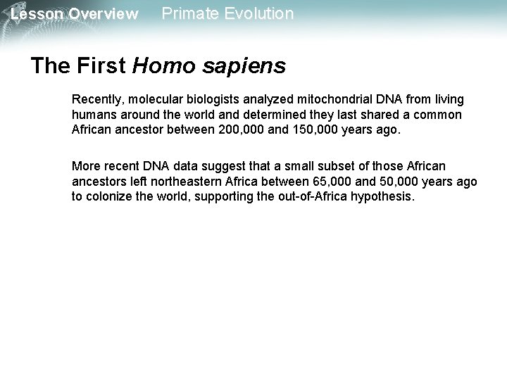 Lesson Overview Primate Evolution The First Homo sapiens Recently, molecular biologists analyzed mitochondrial DNA