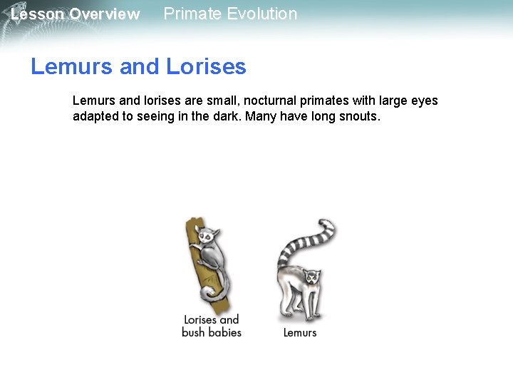 Lesson Overview Primate Evolution Lemurs and Lorises Lemurs and lorises are small, nocturnal primates