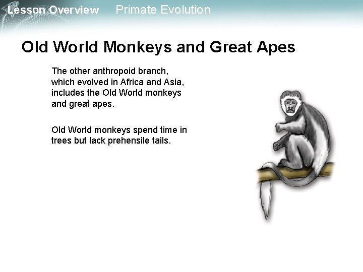 Lesson Overview Primate Evolution Old World Monkeys and Great Apes The other anthropoid branch,