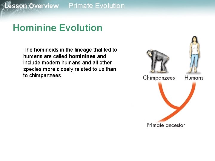 Lesson Overview Primate Evolution Hominine Evolution The hominoids in the lineage that led to