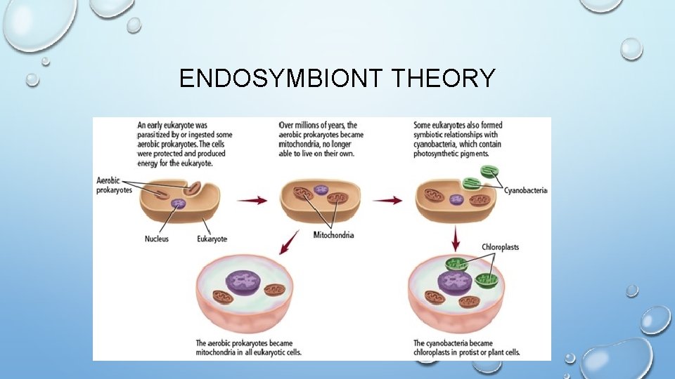 ENDOSYMBIONT THEORY 