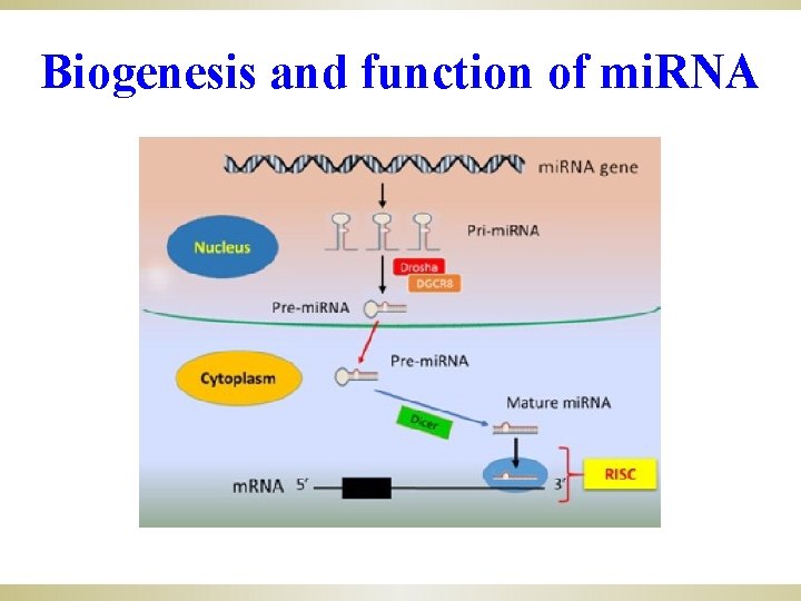 Biogenesis and function of mi. RNA 