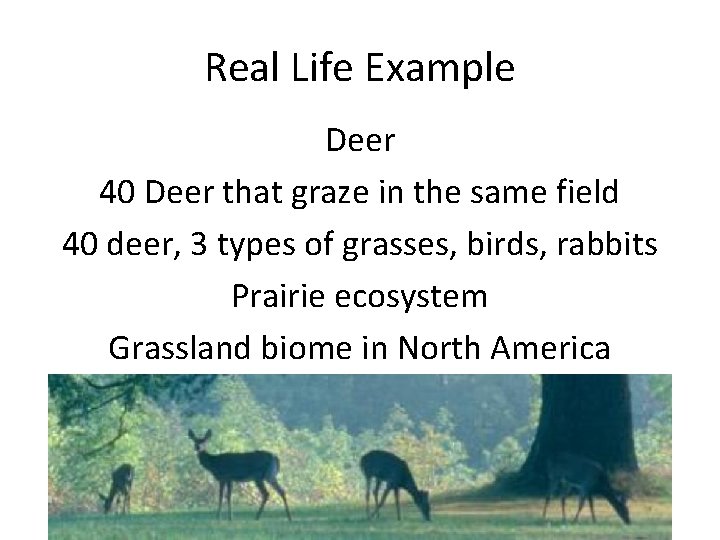 Real Life Example Deer 40 Deer that graze in the same field 40 deer,