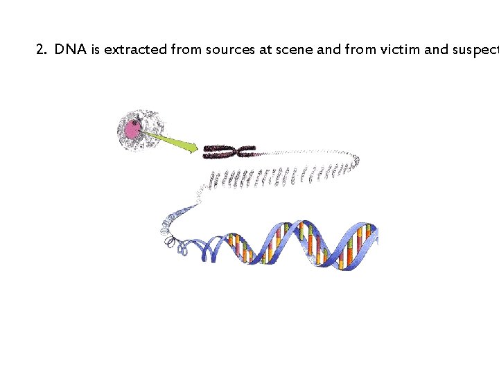 2. DNA is extracted from sources at scene and from victim and suspect 