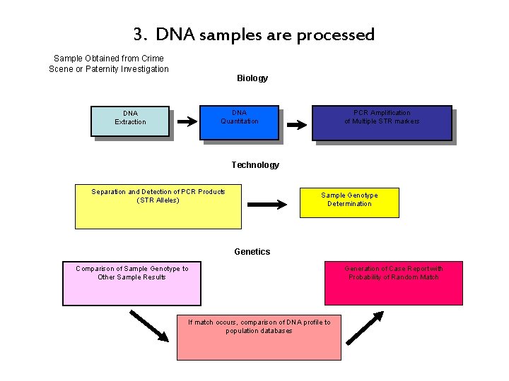 3. DNA samples are processed Sample Obtained from Crime Scene or Paternity Investigation DNA