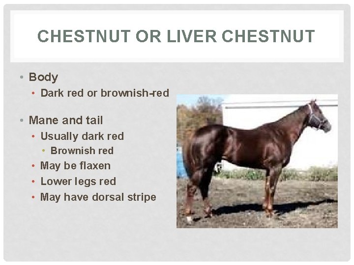 CHESTNUT OR LIVER CHESTNUT • Body • Dark red or brownish-red • Mane and