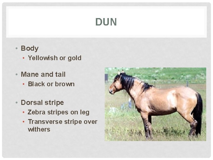 DUN • Body • Yellowish or gold • Mane and tail • Black or