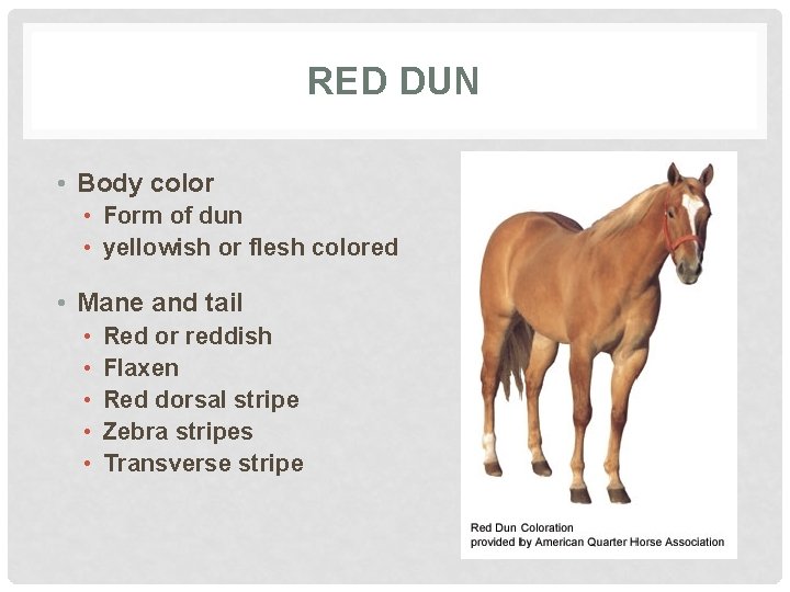 RED DUN • Body color • Form of dun • yellowish or flesh colored