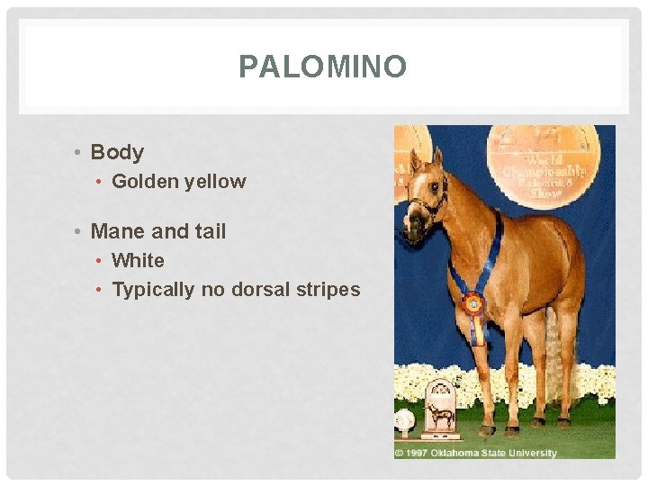 PALOMINO • Body • Golden yellow • Mane and tail • White • Typically