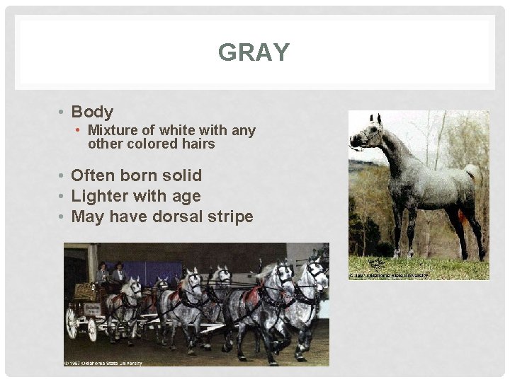 GRAY • Body • Mixture of white with any other colored hairs • Often