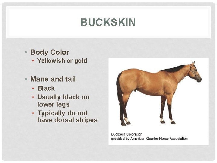 BUCKSKIN • Body Color • Yellowish or gold • Mane and tail • Black