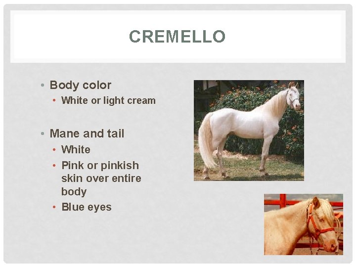 CREMELLO • Body color • White or light cream • Mane and tail •