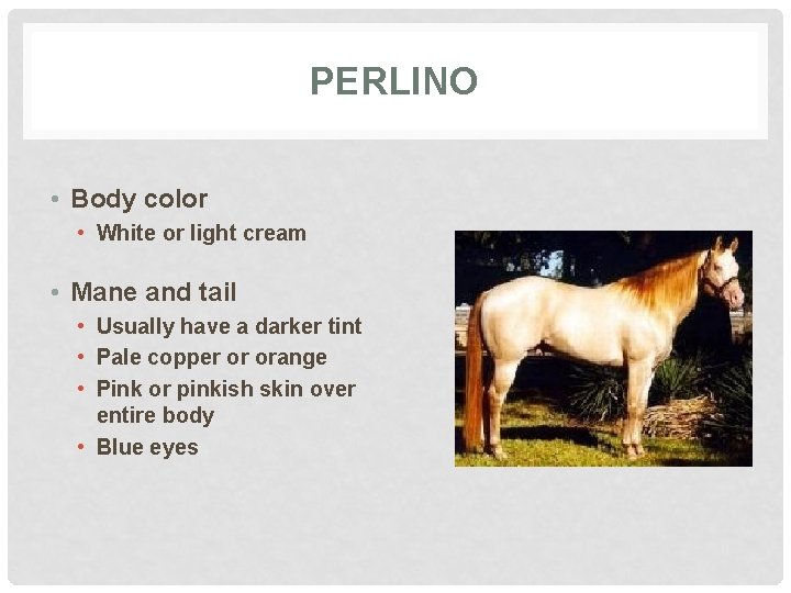 PERLINO • Body color • White or light cream • Mane and tail •