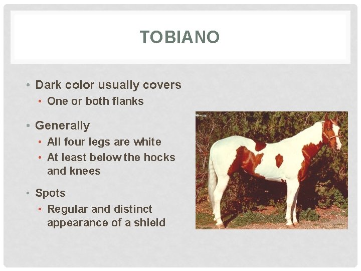 TOBIANO • Dark color usually covers • One or both flanks • Generally •