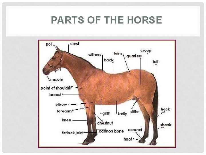 PARTS OF THE HORSE 